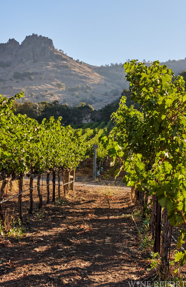 スタッグス・リープ・ワイン・セラーズ、再生有機農法の認証を取得
