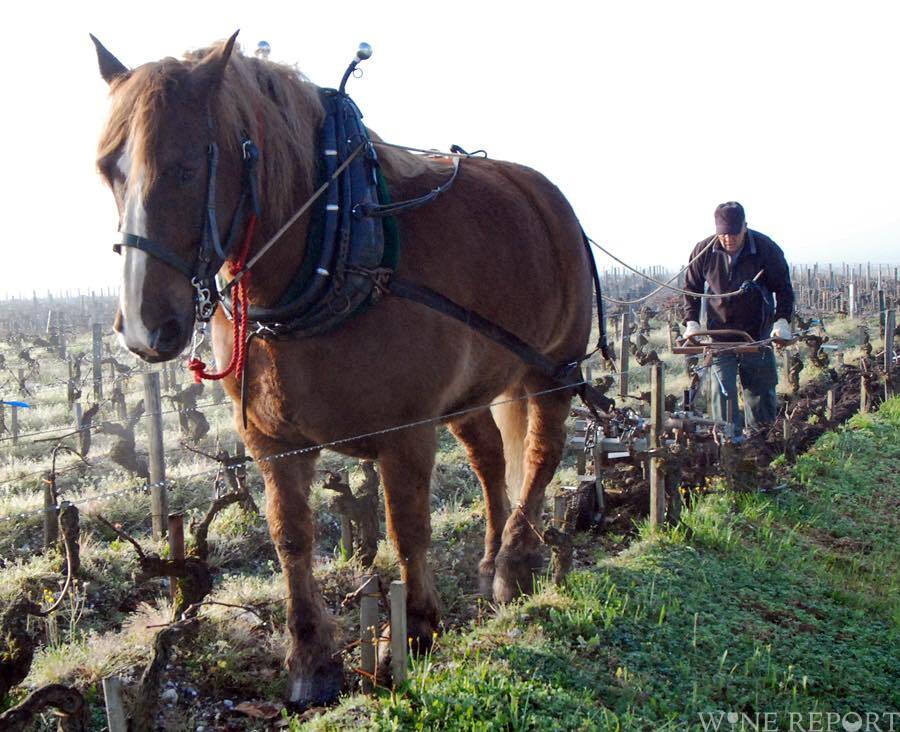 シャトー・ラトゥール、1級で初のビオロジック認証 WINE REPORT