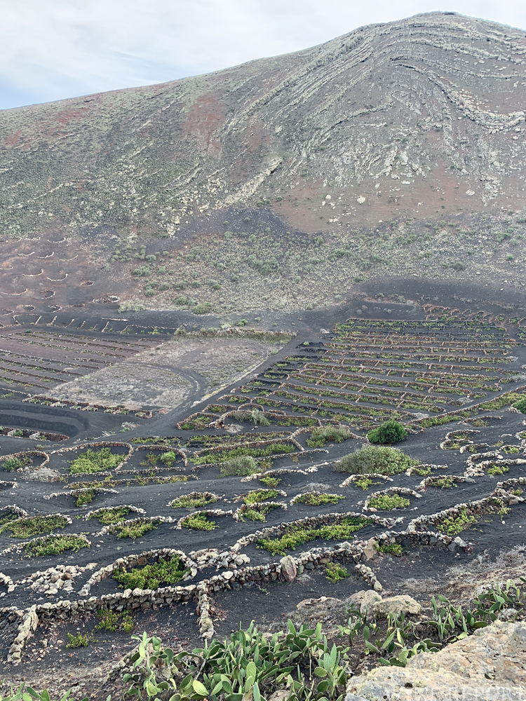 ランサローテ島のボデガ・ロス・ベルメホス、温暖で乾燥した火山を生かしたワインの可能性（下） WINE REPORT