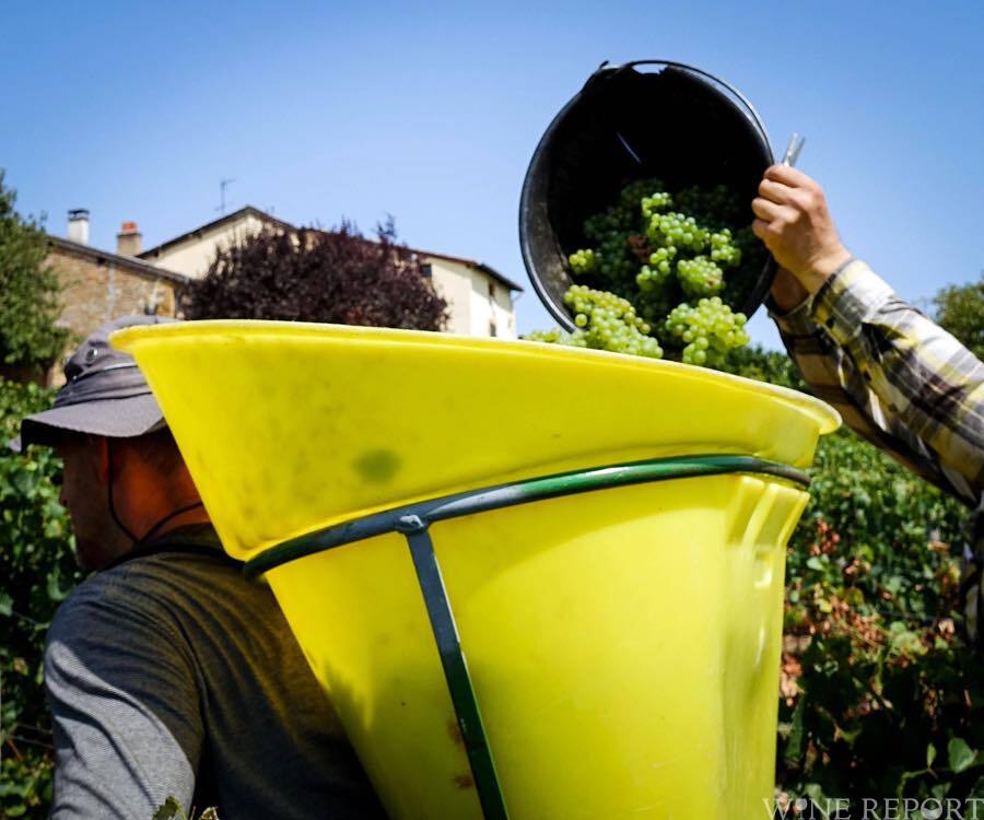 17年フランスのワイン生産量 戦後最小の予測 Wine Report