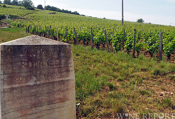 不変のフィネスとエレガンス、畑を広げてスケールも増したドメーヌ