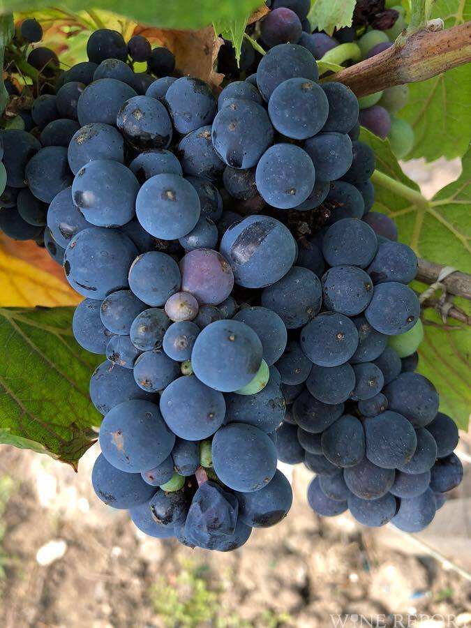 フランスの18年ワイン生産量 前年を約3割上回る見通し Wine Report